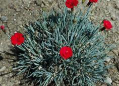 
                        
                            The Frosty Fire Dianthus thrives in Zones 2-8, and bursts with red flowers in the summer.
                        
                    