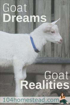 
                        
                            “Are goats worth it?” And to that one question, I can answer an unequivocal “Yes.” New skills are not won easily; they have to be earned.:
                        
                    