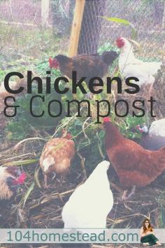 
                        
                            Like peas and carrots, chickens and gardens belong together (though not occupying the same space). Chickens want to work. Why not harness that natural instinct?:
                        
                    