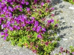 Plants of Creeping Thyme with purple flowers in garden in summer.