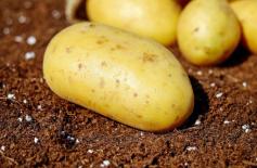 new potato variety