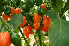 How to Make a Fortune Growing Habanero Pepper | Hort Zone