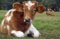 Baby cow