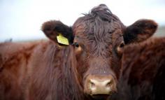 Red poll cow