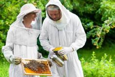 Beekeeping at Surrey Docks Farm