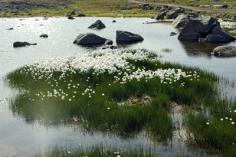 Cotton Grass - Wildflower - Greenland