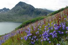 Harebell  - Wildflowers - Valley of the Flowers - Greenland