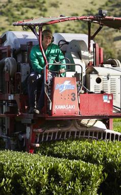 Harvesting & Growing Green Tea