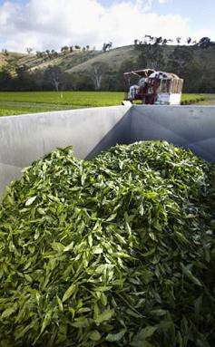 Harvesting & Growing Green Tea