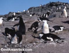 Free Use Pictures of Antarctica