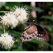 Button Bush - Cephalanthus occidentalis - Native Butterfly Nectar Plant