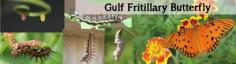 Gulf Frittilary Butterfly Life Stages