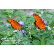 Purchase Brazilian Bachelor's Buttons (Centratherum intermedium) - Butterfly Nectar Plant