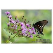 Iron Weed - Vernonia altissima - Native Butterfly Nectar Plant
