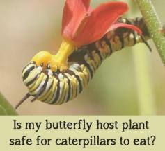 Is my butterfly host plant safe for caterpillars to eat?