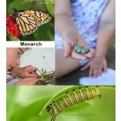 Educator's Kit - Monarch Butterfly