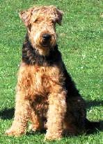 Wire Fox Terrier