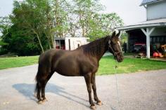 Tennessee walker