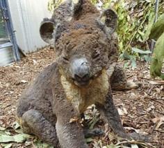 An injured koala that was rescued from the bushfires on Kangaroo Island, South Australia. 