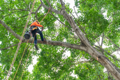 Sydney Urban Tree Services is a family-owned business specializing in tree pruning in the Blue Mountains. We provide residential, commercial, and industrial tree services. We are fully insured, licensed, and in full compliance with Australian Standards. Our team provides superior customer service and top-quality tree services at a competitive price. There’s no tree we can’t handle, no matter the size or the challenge. Please visit our websites for more details!
https://sydneyurbantreeservices.com.au/tree-pruning-blue-mountains/