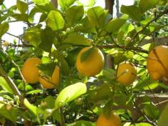 Growing a lemon tree is not that difficult. As long as you provide their basic needs, growing lemons can be a very rewarding experience. This article will help with that.