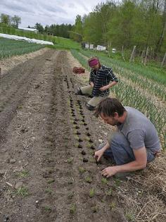 transplanting