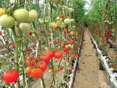High-tech agriculture: The extraordinary profits of hydroponic vegetable farming #gardening #aquaponics #hydroponics #tomato