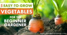 5 Easy-to-grow Vegetables for the Beginner Gardener. Loving the carrots, lettuce, and peas!