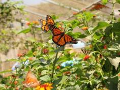 Where to See Hundreds of Butterflies in L.A.