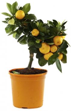 Love the aroma of orange blossoms and the delicious fruit, but your climate is less than desirable for an outdoor orange grove? Don’t despair; the solution just may be growing orange trees in containers. Can you grow oranges in a pot? Read here to find out.