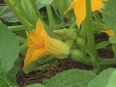 female flower base looks like tiny pumpkin