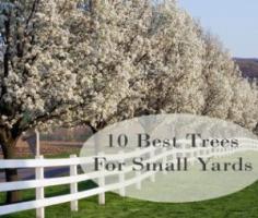 10 Best trees for small yards