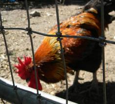 Making your own chicken feed from  The Prepper Project