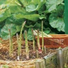 How to Grow Asparagus - The Vegetable Gardener