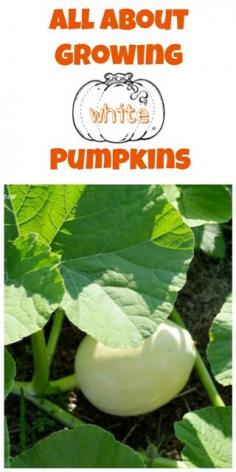 growing white pumpkins | Cottage at the Crossroads