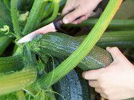 How to Grow and Harvest Zucchini : HGTVGardens