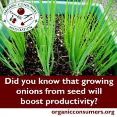 Packed with flavor, onions are a staple food throughout the world. Bulb onions are easy to cultivate as long as you plant varieties adapted to your climate. Learn how to grow onions here: orgcns.org/1dAh7ww