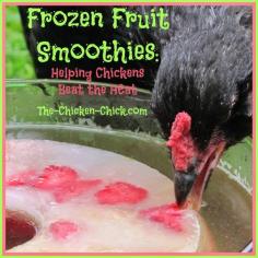 I make this frozen fruit smoothie ice ring for my chickens to help them beat the heat and they love it! When water is added to the ice ring,...