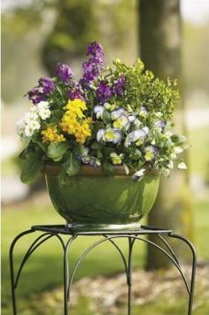 The Garden Geeks Container Recipe of the Day:  Sun:  April Showers Sun Container Recipe