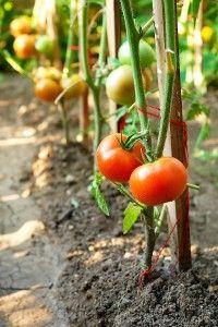 How to Prune a Tomato