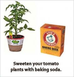 Baking soda can make home-grown tomatoes taste less tart. | 30 Insanely Clever Gardening Tricks
