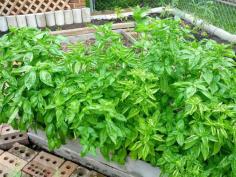 Greneaux Gardens: How to dry fresh garden basil