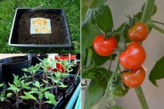 Saving & Sowing Tomato Seeds