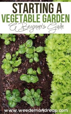 A Beginners Guide to Starting a Vegetable Garden