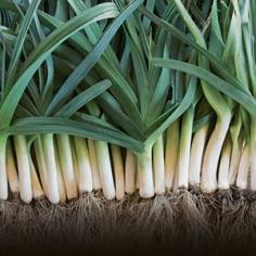 Denise Foley explains how to grow leeks, the sturdy backbone to many recipes and a tasteful addition to the garden. | From the December 2013/January 2014 issue of Organic Gardening