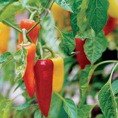 Peppers | Best Fruits & Vegetables to Grow - Sunset