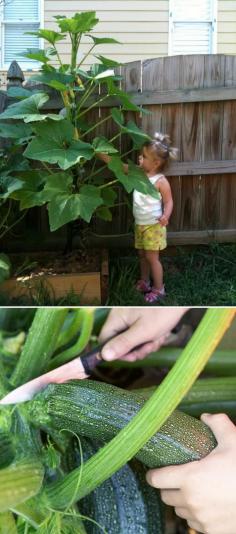 How do you grow squash and zucchini?!