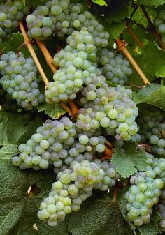 Agriculture - Wine Grapes, Riesling | Photo by Bryan Peterson with Pin-It-Button on FineArtAmerica