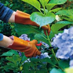 Wendy's Rooting Tips - Slide Show: Dreamy Hydrangeas - Southern Living