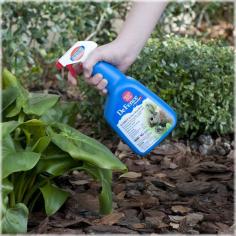 Sick of rabbits & deer feasting on your garden? Get rid of them safely with this ready-to-use repellent spray! It covers up to 500 sq. ft. and one application lasts for 3 months! OMRI® listed for use in organic gardening.